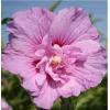 Гібіскус сирійський ЛАВЕНДЕР ШИФОН / Hibiscus syriacus Lavender Chiffon фото 1