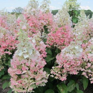 Гортензия метельчатая КОНФЕТТИ / Hydrangea paniculata Confetti фото 1