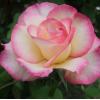 Плетиста троянда FAMILY SWEET / Фемелі Світ фото 1