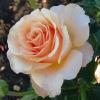 Чайно - гібридна троянда SOLO CREAM / Соло Крем фото 1