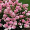 Гортензія мітловидна ВАНІЛА ФРЕЙЗ / Hydrangea paniculata Vanilla Fraise фото 1