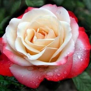 Чайно-гібридна троянда NOSTALGIE / Ностальжі фото 1