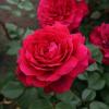 Троянда Кордес чайно-гібридна BELLEVUE / Бельвью