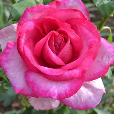 Троянда Кордес чайно - гібридна BEVERLY / Беверлі, серія Рустік фото 1