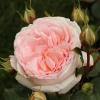 Троянда Кордес флорібунда MARCHENZAUBER / Мерхензаубер,  серія Рустік фото 1