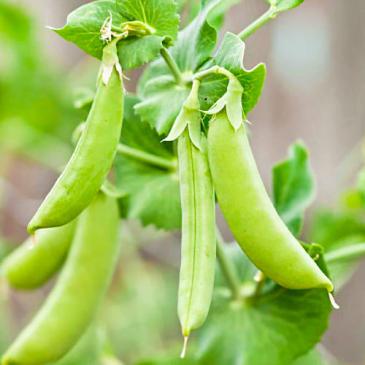 Горох мозговой Скинадо, 20 г фото 1