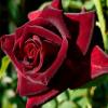 Поліантова троянда CLARET PIXIE / Кларет Піксі