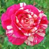Чайно-гібридна троянда CRAZY FASHION / Крейзи Фешн