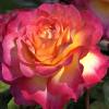 Чайно - гібридна троянда GORGEOUS/ Горджес,  серія Меррі Грін фото 1