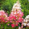 Гортензія мітловидна ПІНКІ ВІНКІ / Hydrangea paniculata Pinky Winky