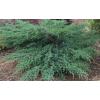 Можжевельник виргинский ГРЕЙ ОВЛ / Juniperus virginiana Grey Owl,  контейнер 3 л фото 1