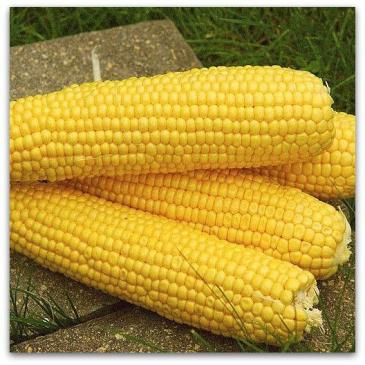 Кукуруза сахарная Веге F1, 100 сем. фото 1