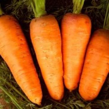 Морковь Болтекс, 2 г фото 1