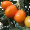 Томат высокорослый (индетерминантный) Де - Барао оранжевый,  0, 1 г фото 1
