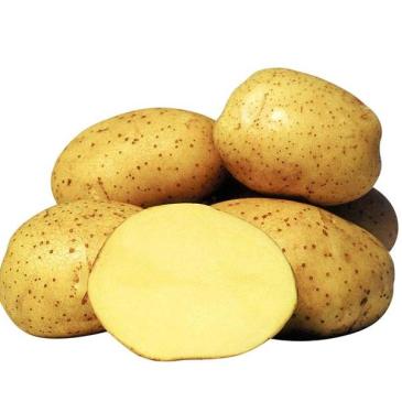 Картопля Рів'єра, 20 кг фото 1