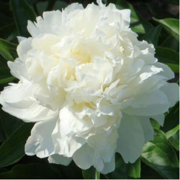 Півонія DUCHESSE DE NEMO, 1 корен. 2/3 фото 1