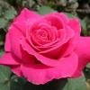 Чайно – гибридная роза PINK PEACE / Пинк Пис,  серия Мерри Грин фото 1