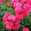 Почвопокровная роза HEIDETRAUM / Хайдетраум фото 1