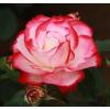 Троянда флорібунда JUBILE DU PRINCE DE MONACO /  Ювілей принца Монако,  серія Меррі Грін фото 1