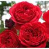 Троянда Кордес флорібунда ROTKAPCHEN / Роткепчен,  серія Рустік фото 1
