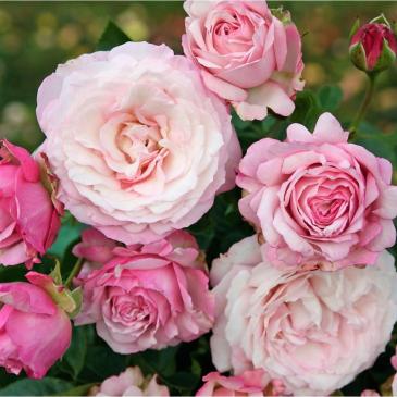 Троянда Кордес флорібунда ROSENFASZINATION / Розенфешинейшн, серія Рустік фото 1