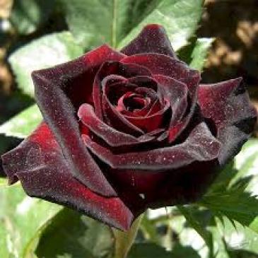 Чайно–гибридная роза BLACK BACCARA / Блэк Баккара фото 1