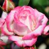Роза флорибунда SWEETHEFT / Свитхарт фото 1