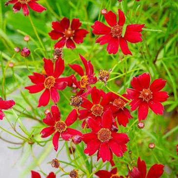 Кореопсис RUBY RED, 1 корен. фото 1
