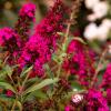 Буддлея РОЯЛ РЕД / Buddleja davidii Royal Red