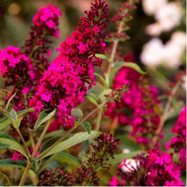 Буддлея РОЯЛ РЕД / Buddleja davidii Royal Red фото 1