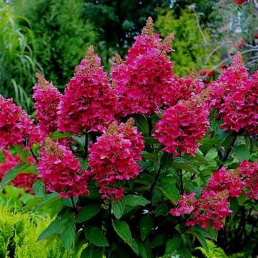 Гортензія мітловидна ВІМС РЕД / Hydrangea paniculata Wim's Red фото 1