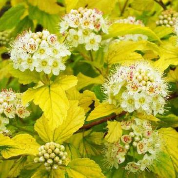 Пузыреплодник калинолистный ДАРТС ГОЛД / Physocarpus opulifolius Dart's Gold фото 1