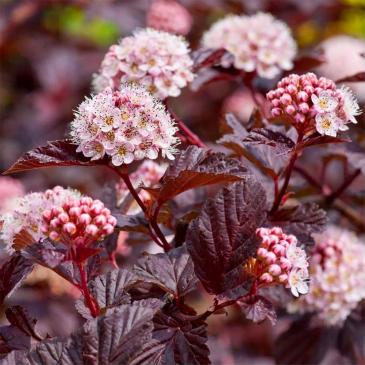 Пухироплідник калинолистний ЛЕДІ ін РЕД / Physocarpus opulifolius Lady in Red фото 1