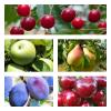 Комплект плодовых деревьев,  5 саж. (яблоня,  груша,  слива,  вишня,  черешня)