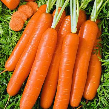 Морковь Каданс F1, 1 г фото 1