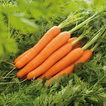 Морковь Лагуна F1, 1 г фото 1