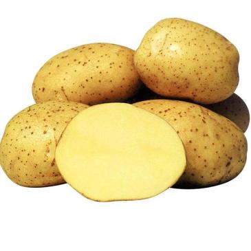 Картопля Рів'єра, 10 кг фото 1