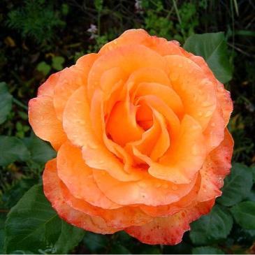 Чайно-гібридна троянда SOLO ORANGE / Соло Оранж фото 1