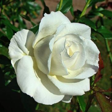 Чайно-гібридна троянда KAREN BLIXEN / Карен Бліксен фото 1