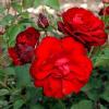 Троянда флорібунда LILLI MARLEN / Ліллі Марлен