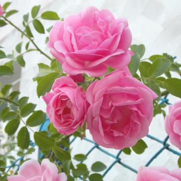 Плетиста троянда Chaplins Pink / Чаплінз Пінк фото 1