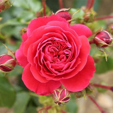 Троянда Кордес чайно-гібридна CHERRY LADY / Черрі Леді фото 1