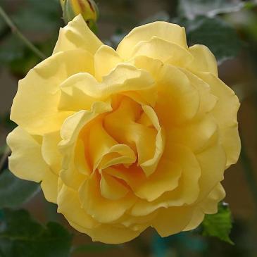 Троянда Кордес плетиста GOLDEN GATE / Голден Гейт фото 1