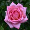 Троянда Кордес чайно-гібридна WEDDING BELLS / Веддінг Беллз
