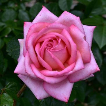Троянда Кордес чайно-гібридна WEDDING BELLS / Веддінг Беллз фото 1