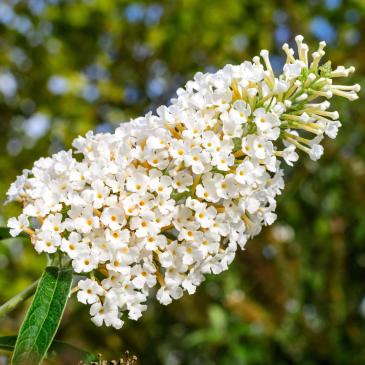 Буддлея УАЙТ ПРОФЮЖН, P9 / Buddleja davidii White Profusion, P9 фото 1