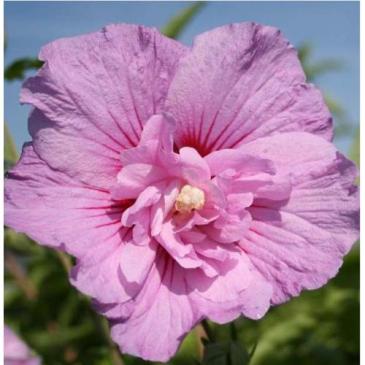 Гібіскус сирійський ЛАВЕНДЕР ШИФОН, P9 / Hibiscus syriacus Lavender Chiffon, P9 фото 1