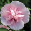 Гибискус сирийский Пинк Шифон,  P9 / Hibiscus syriacus Pink Chiffon,  P9