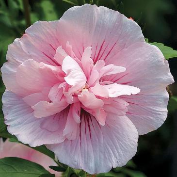 Гибискус сирийский Пинк Шифон, P9 / Hibiscus syriacus Pink Chiffon, P9 фото 1