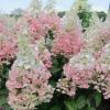 Гортензия метловидная КОНФЕТТИ,  P9 / Hydrangea paniculata Confetti,  P9